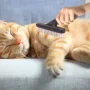Brosse de toilettage pour animaux de compagnie