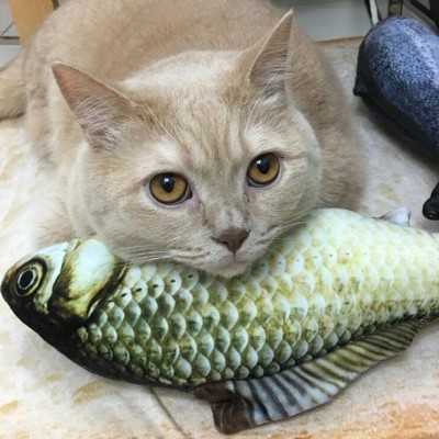 Jouet à mâcher artificiel poisson pour Chat