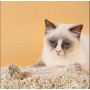 Litière botanique bio nickel sable pour chat